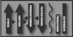 Stress hormone arrow chart